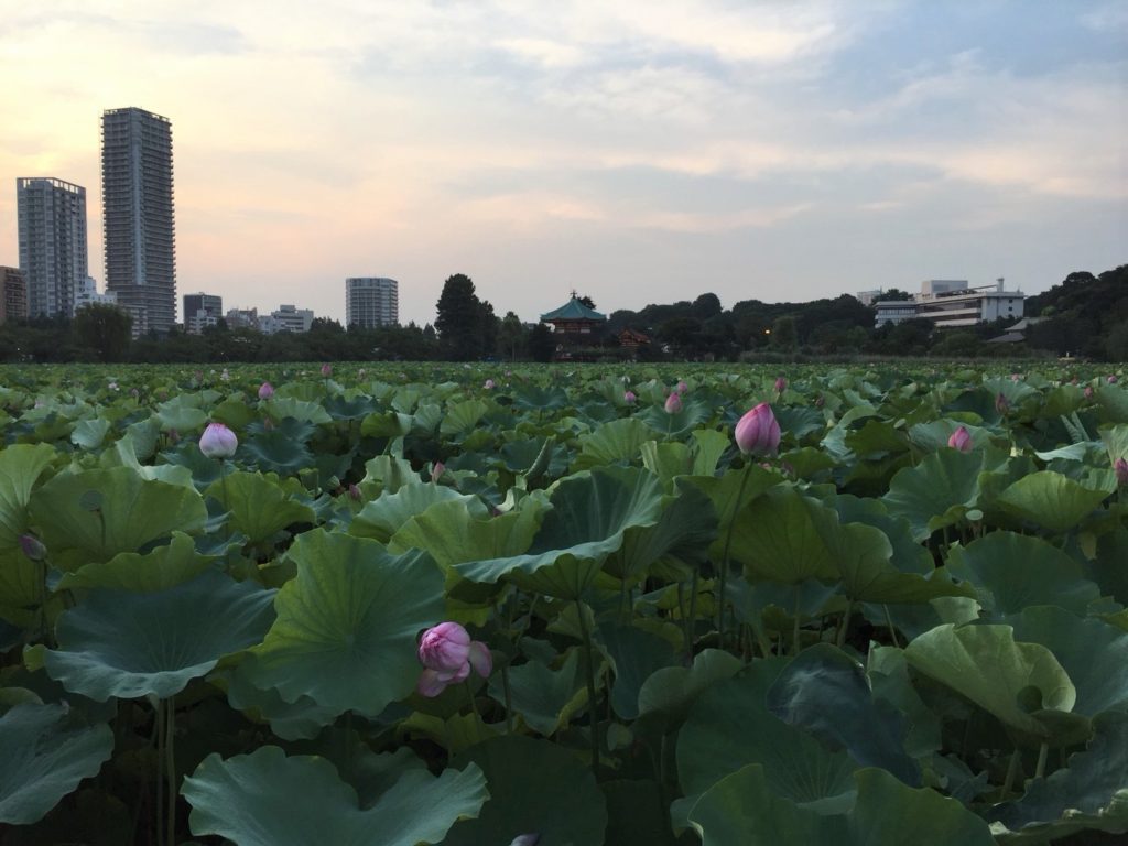 Shinobazu Lotus Flower Pond