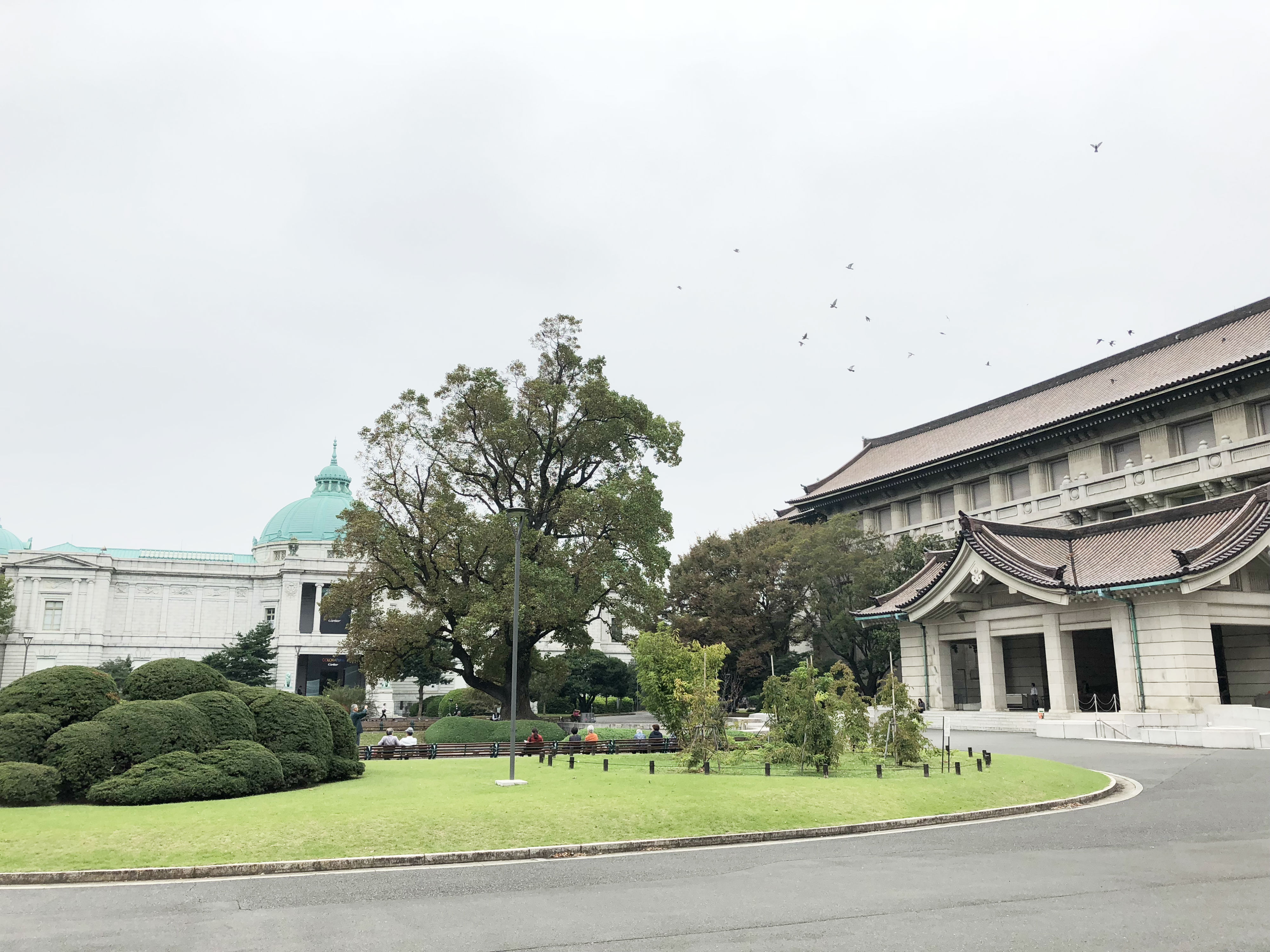 東京国立博物館 本館前のユリノキ